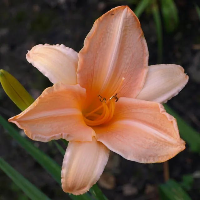 Passion Vivaces Hemerocallis Treasure Shore hémérocalle 1L rose