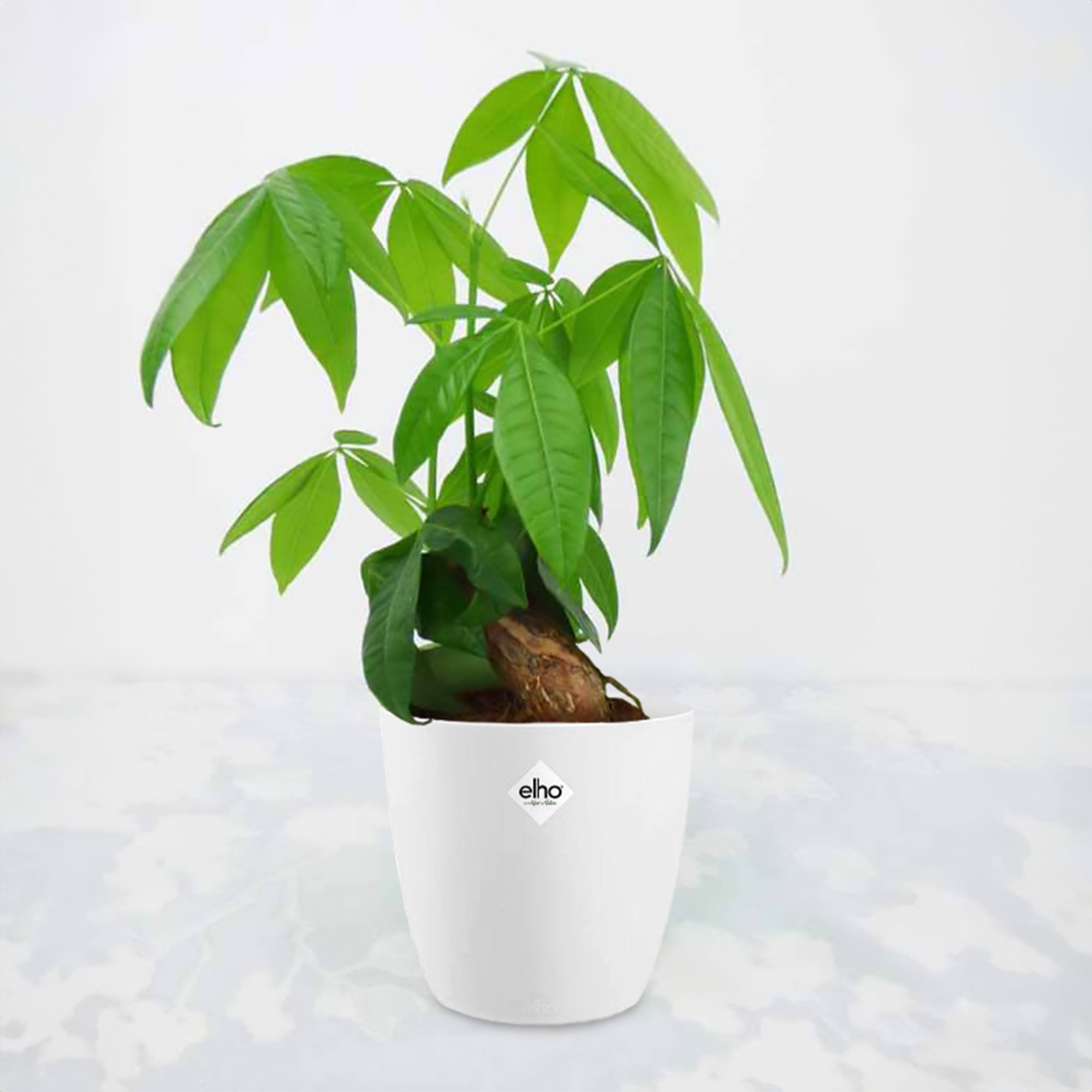 Bakker Pachira aquatica plante intérieur 2 pots 12cm 25cm