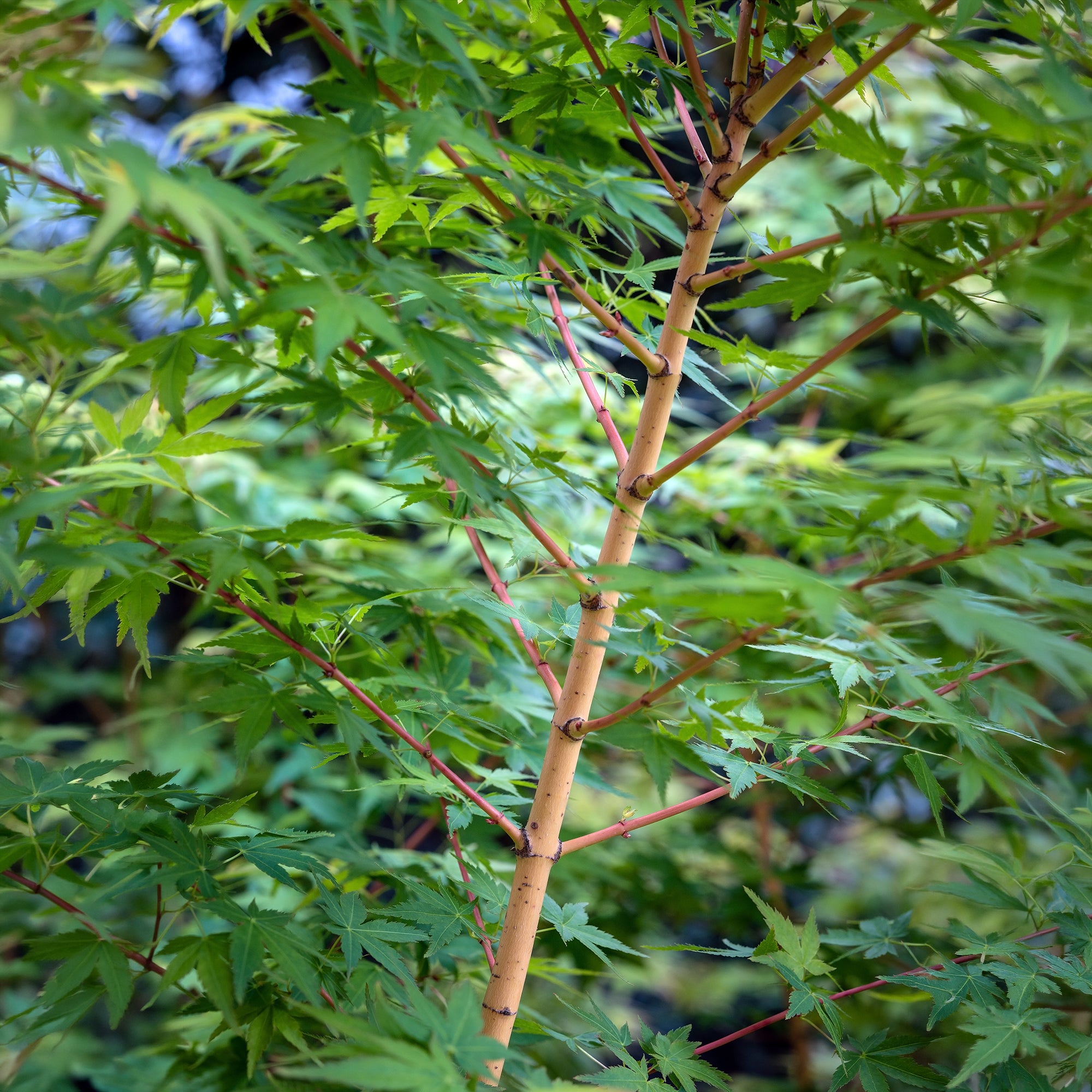 Bakker Érable Japon Bi Hoo arbuste pot 3L écorce dorée