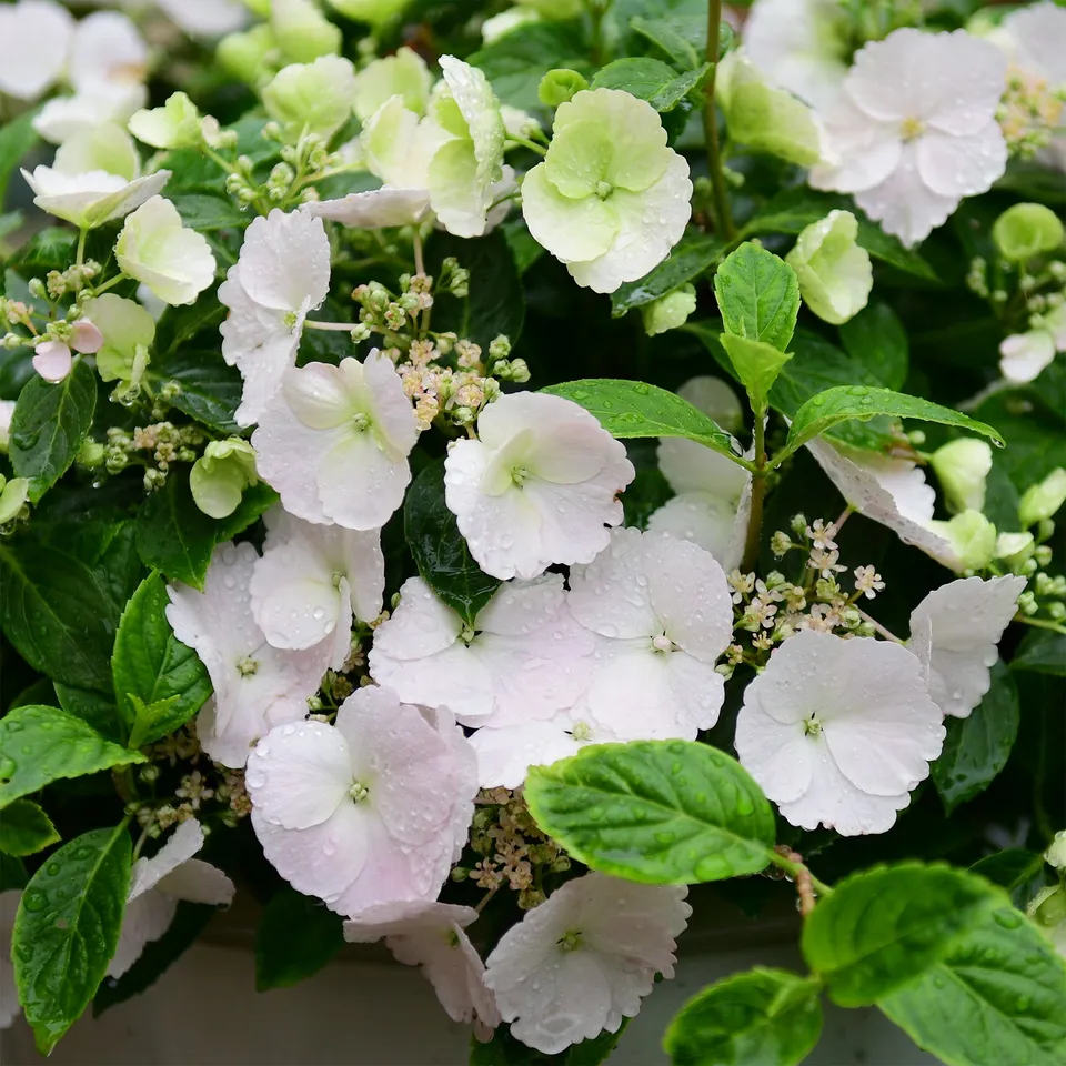 Bakker Runaway Bride Snow White hortensia pot 2L blanc