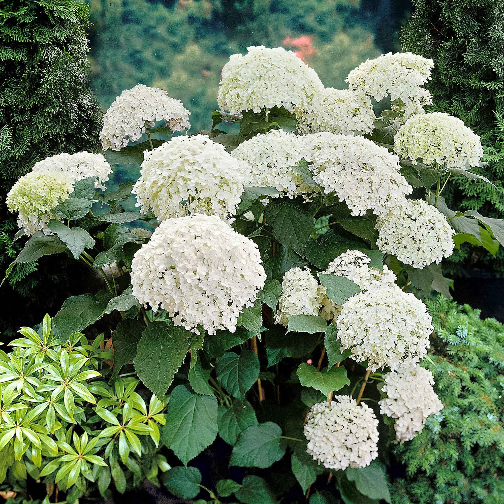 Bakker Hortensia Annabelle arbuste fleuri 1,5L boule blanche