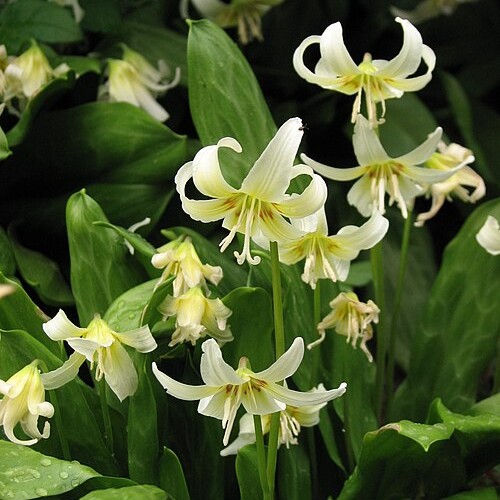 Passion Vivaces Erythronium White Beauty plante fleur blanche marbrée