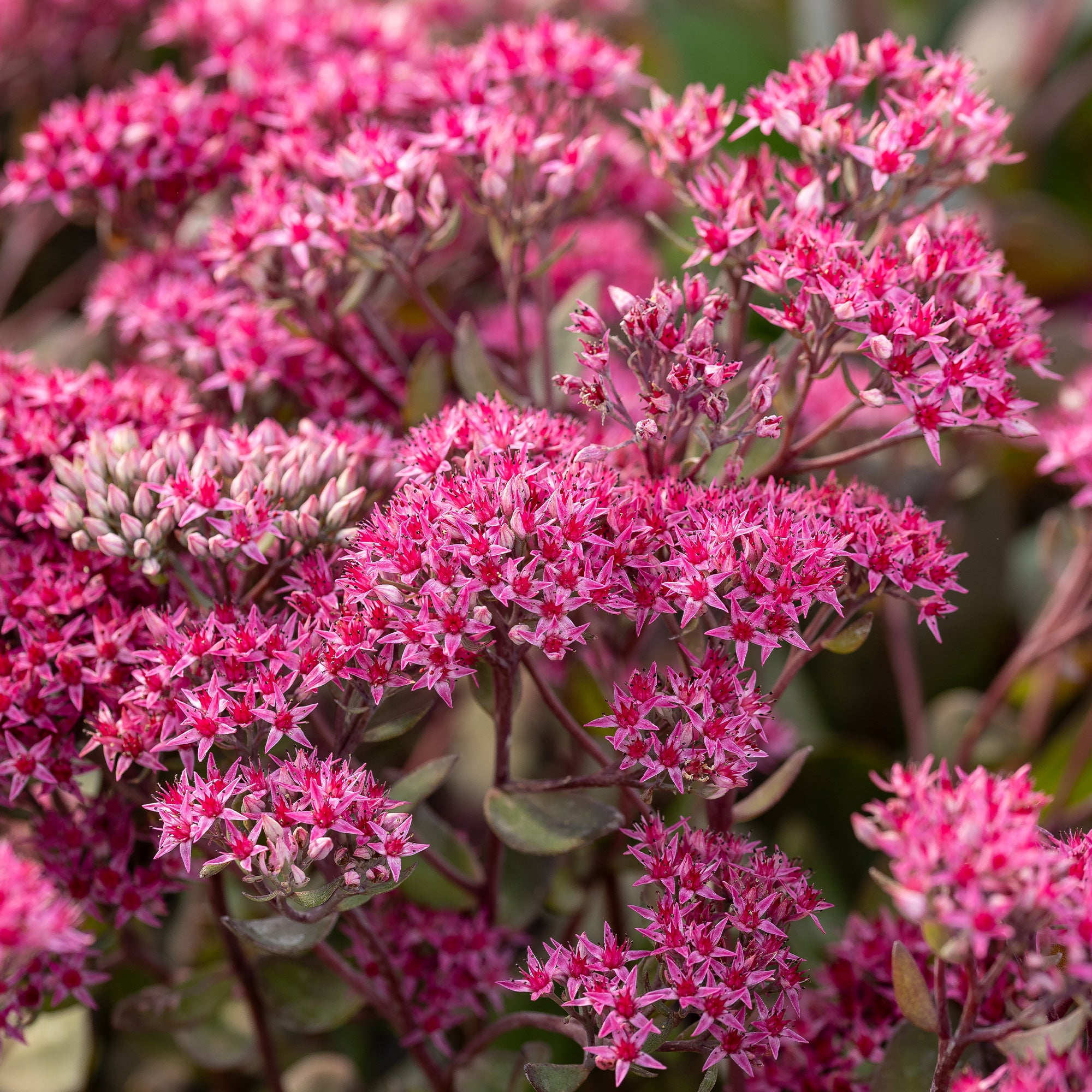 Bakker Sedum Thunderhead orpin vivace pot Ø9cm pourpre