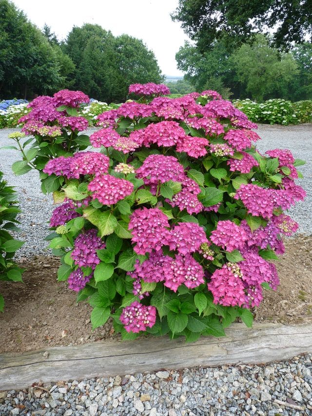 Les Hortensias du Haut Bois Leuchtfeuer hortensia boules rouges