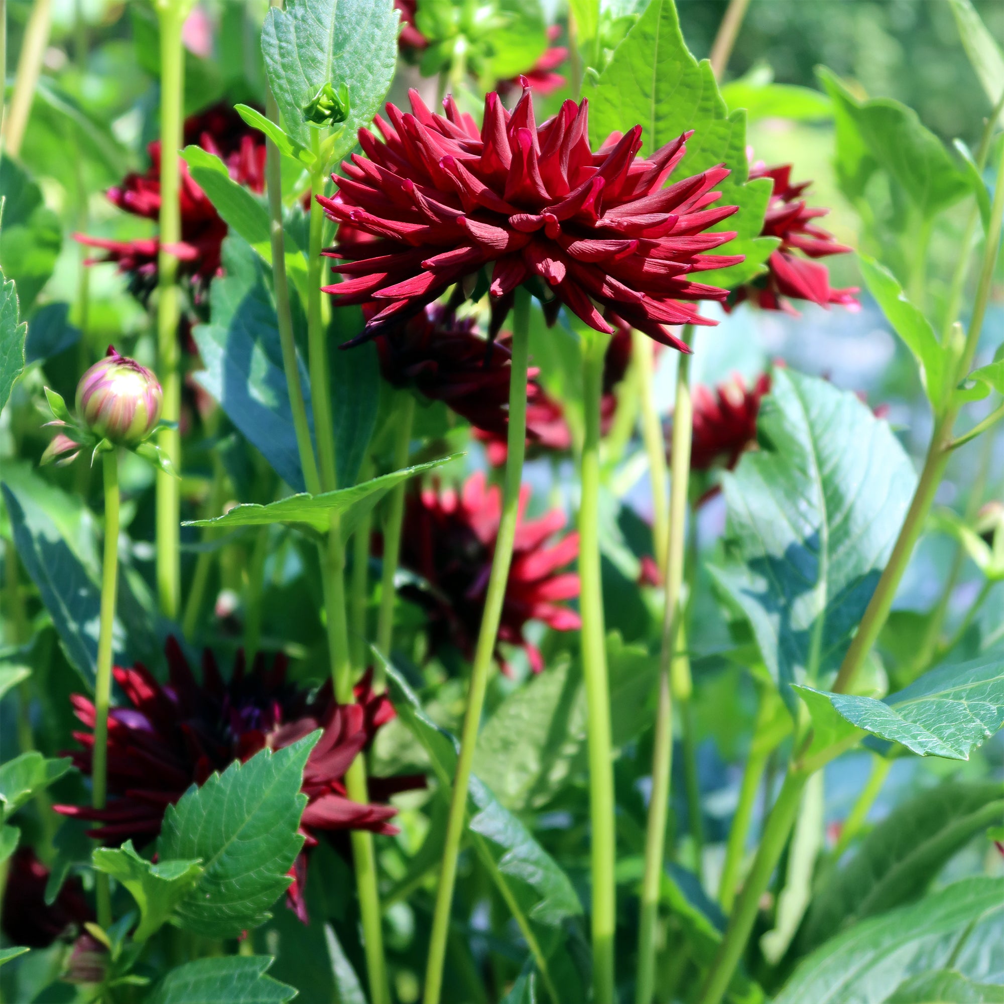 Bakker Tamburo Dahlia cactus noir sachet 3 bulbes