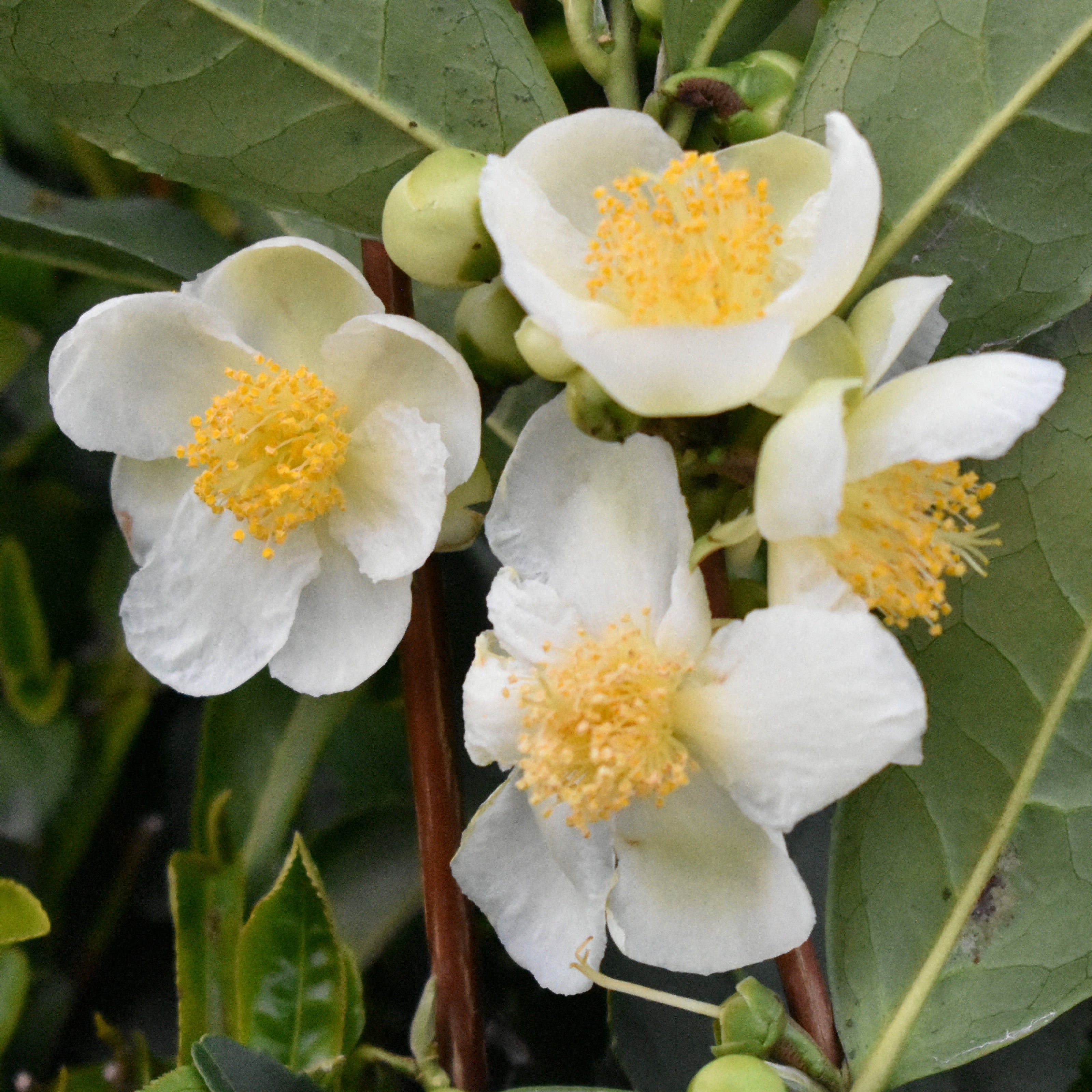 Bakker Théier Camellia sinensis pot Ø 10,5cm 20-30cm persistant
