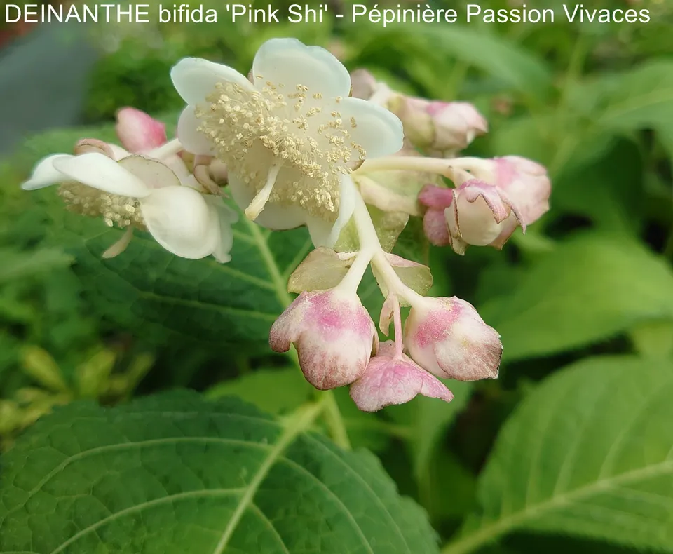 Passion Vivaces Deinanthe Pink Shi plante vivace pot 1L rose