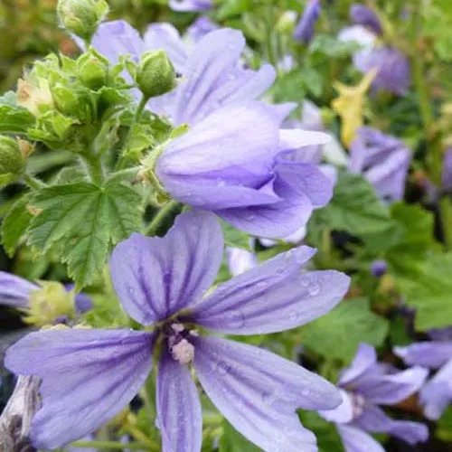 Bakker Mauve d'Alger vivace pot 9cm fleurs mauves