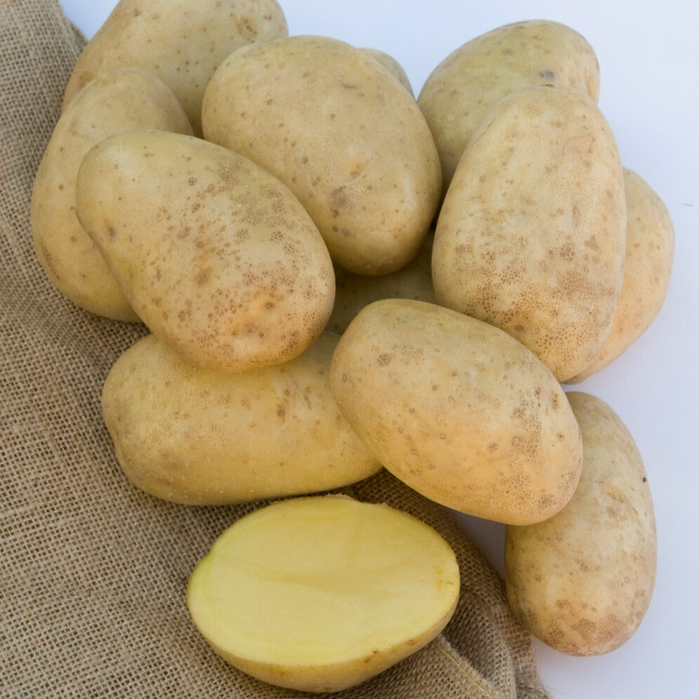 Bakker Potager Mona Lisa pomme de terre 25 plants 28-35mm fondante