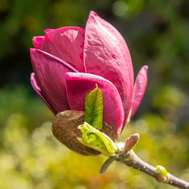 Bakker Magnolia Genie arbuste pot 2L fleurs fuchsia parfumées