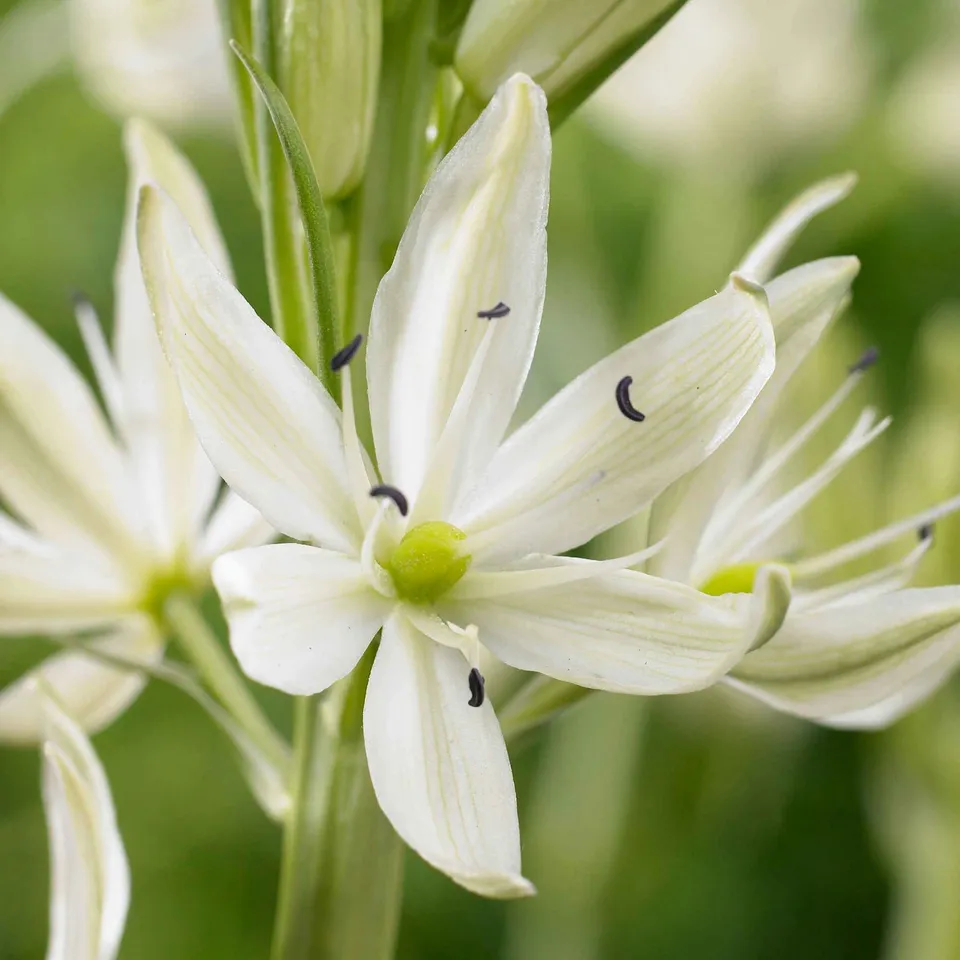 Bakker Camassia Alba bulbes à fleurs x3 blanc mai-juin