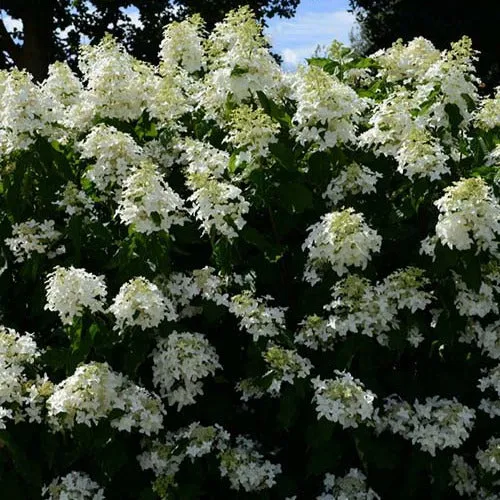 Bakker Hortensia Great Star Le Vasterival arbuste blanc pot 3L
