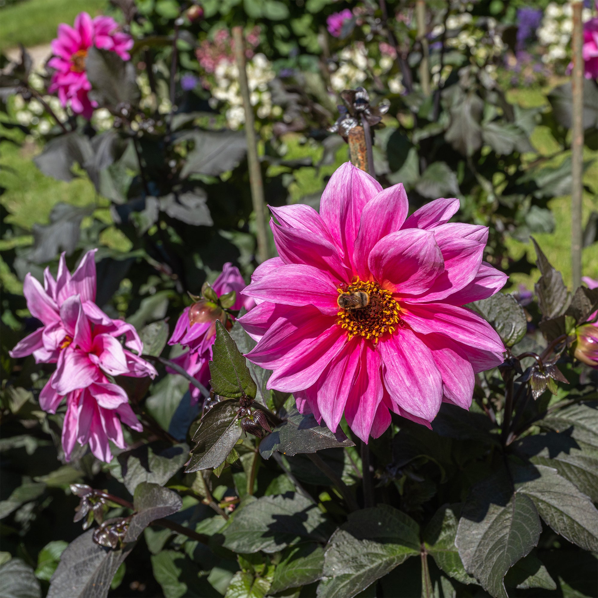 Bakker Fascination dahlia nain sachet 1 bulbe fleurs roses