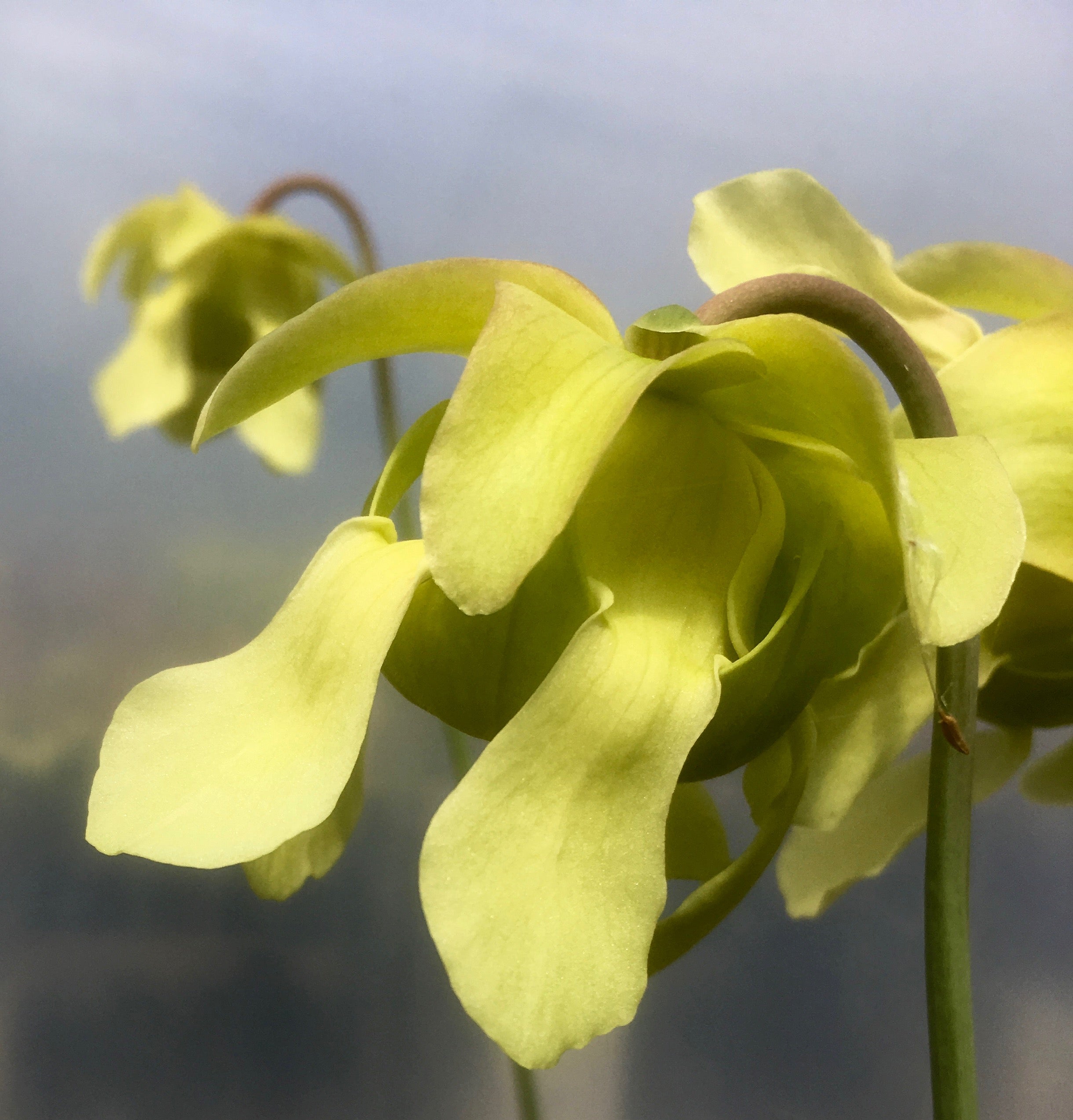 Carniflore Sarracenia leucophylla Schnell's Ghost pot 11cm