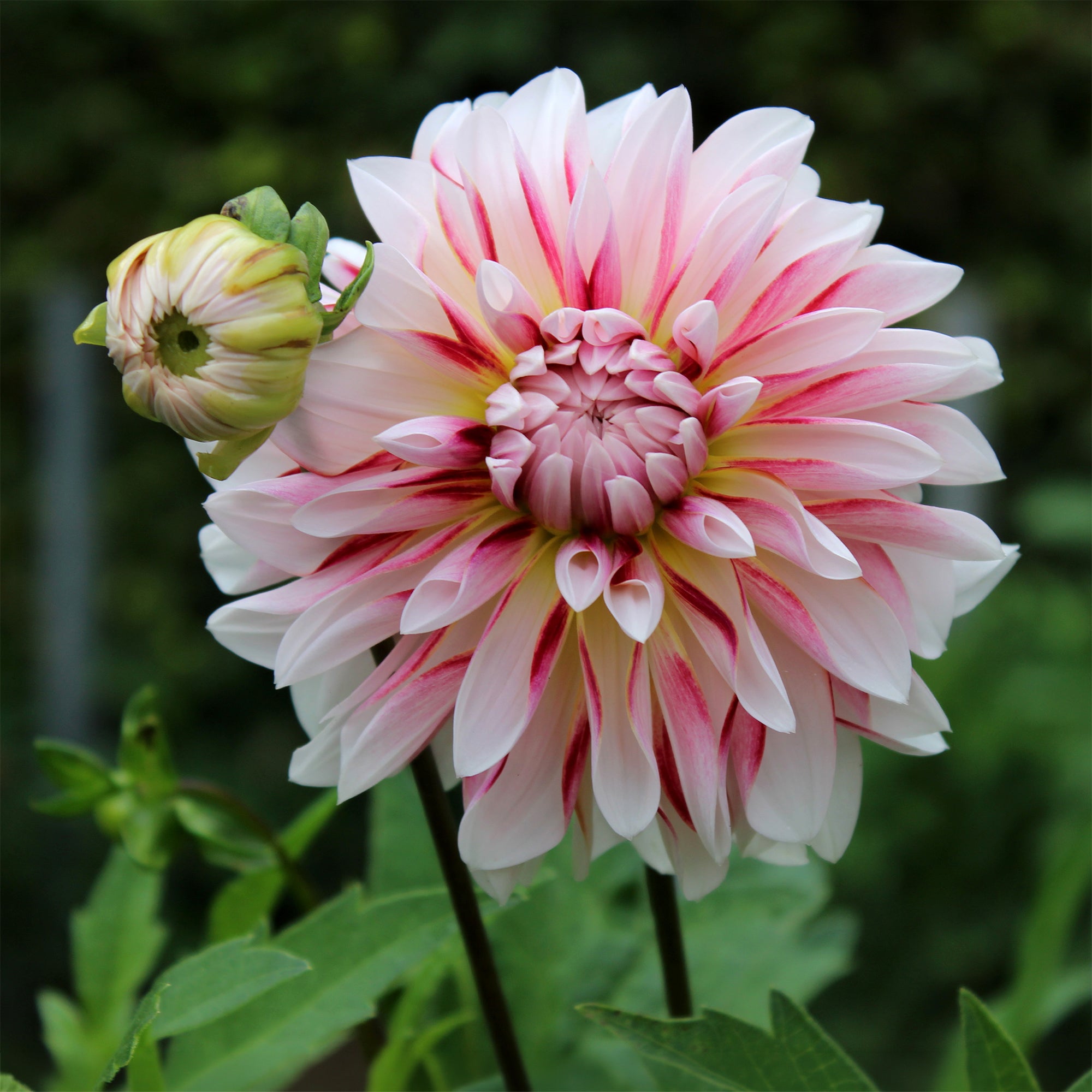 Bakker Dahlia Caribbean Fantasy bulbe 1 bulbe rose bicolore