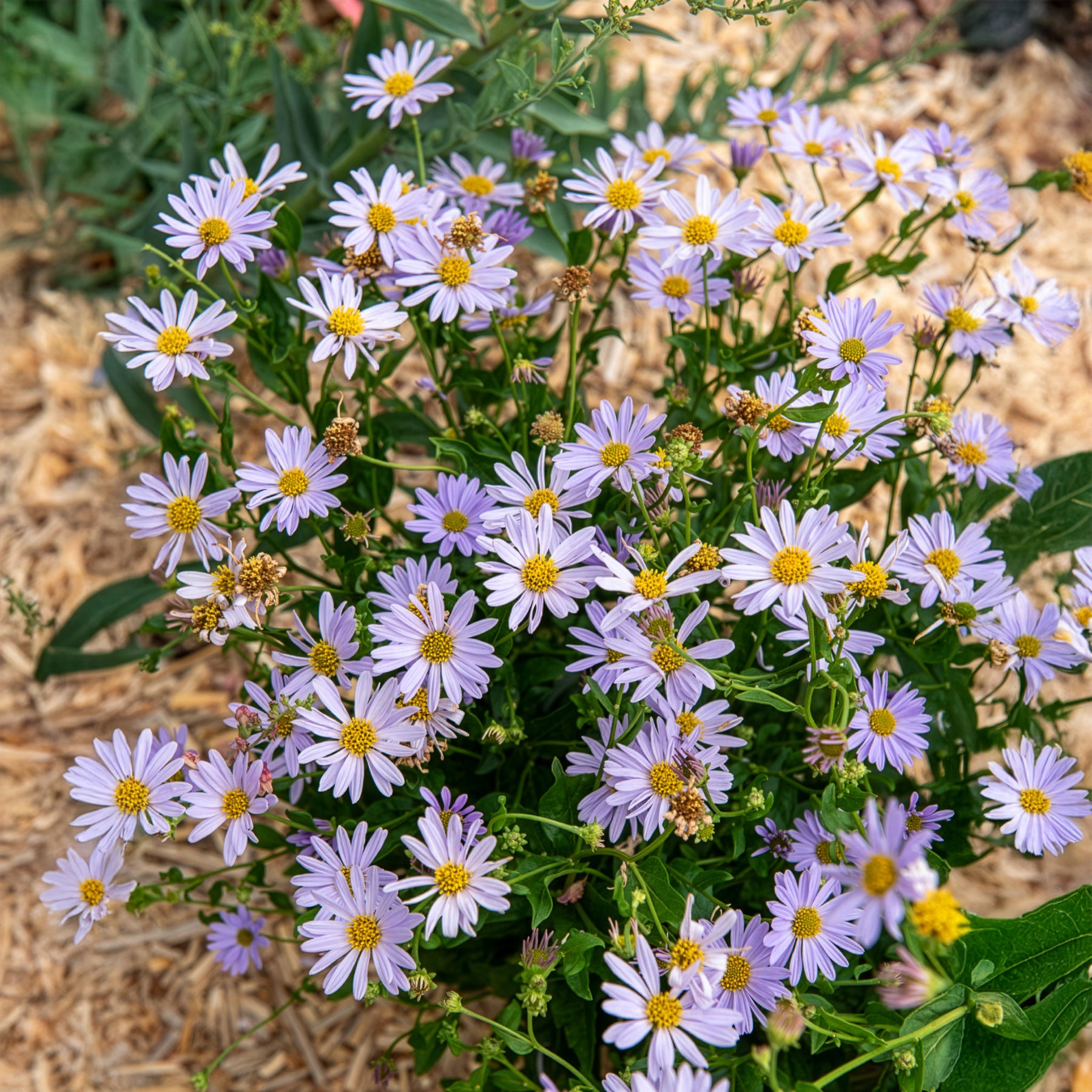 Bakker Kaliméris Blue Star vivace pot 9cm bleu-violet