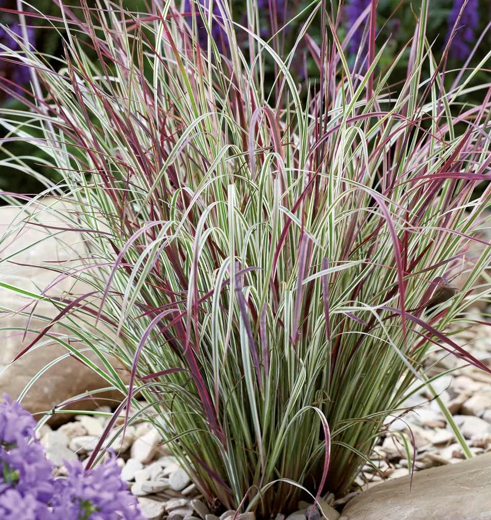 Pépinières Ripoche Schizachyrium Chameleon graminée panachée