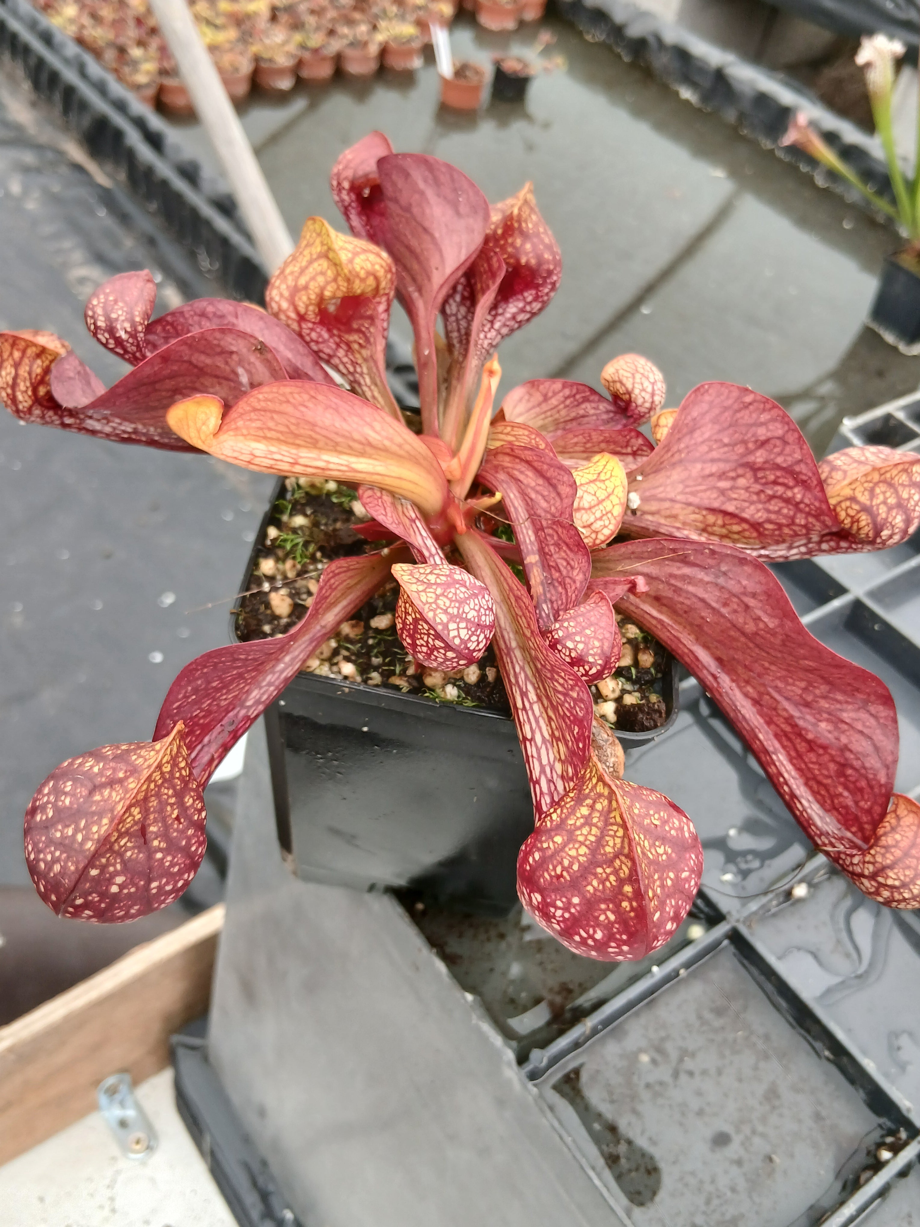 Carniflore Sarracenia psittacina plante carnivore jaune pot 9cm