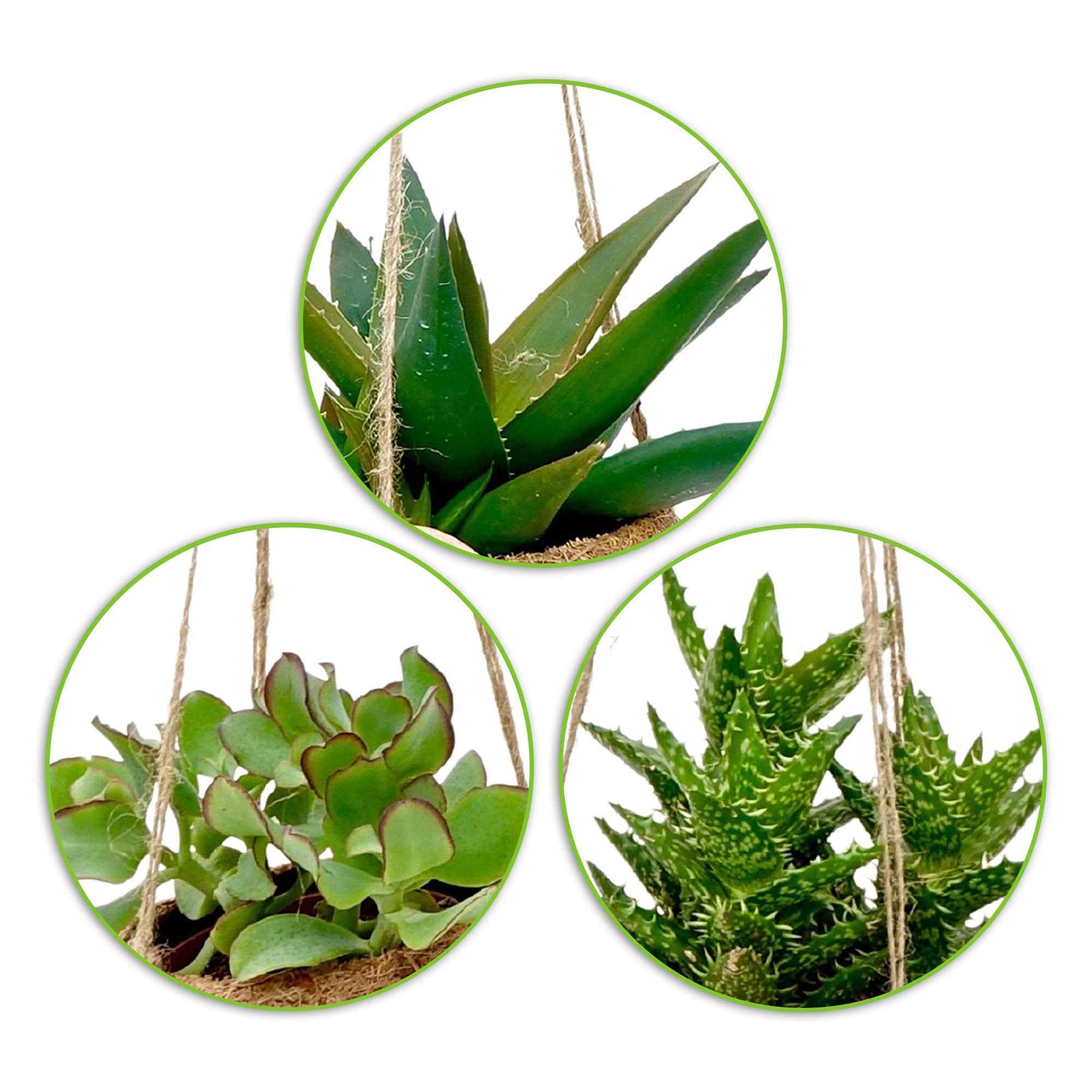 Bakker Succulentmix 4 plantes grasses pots coco Ø12cm