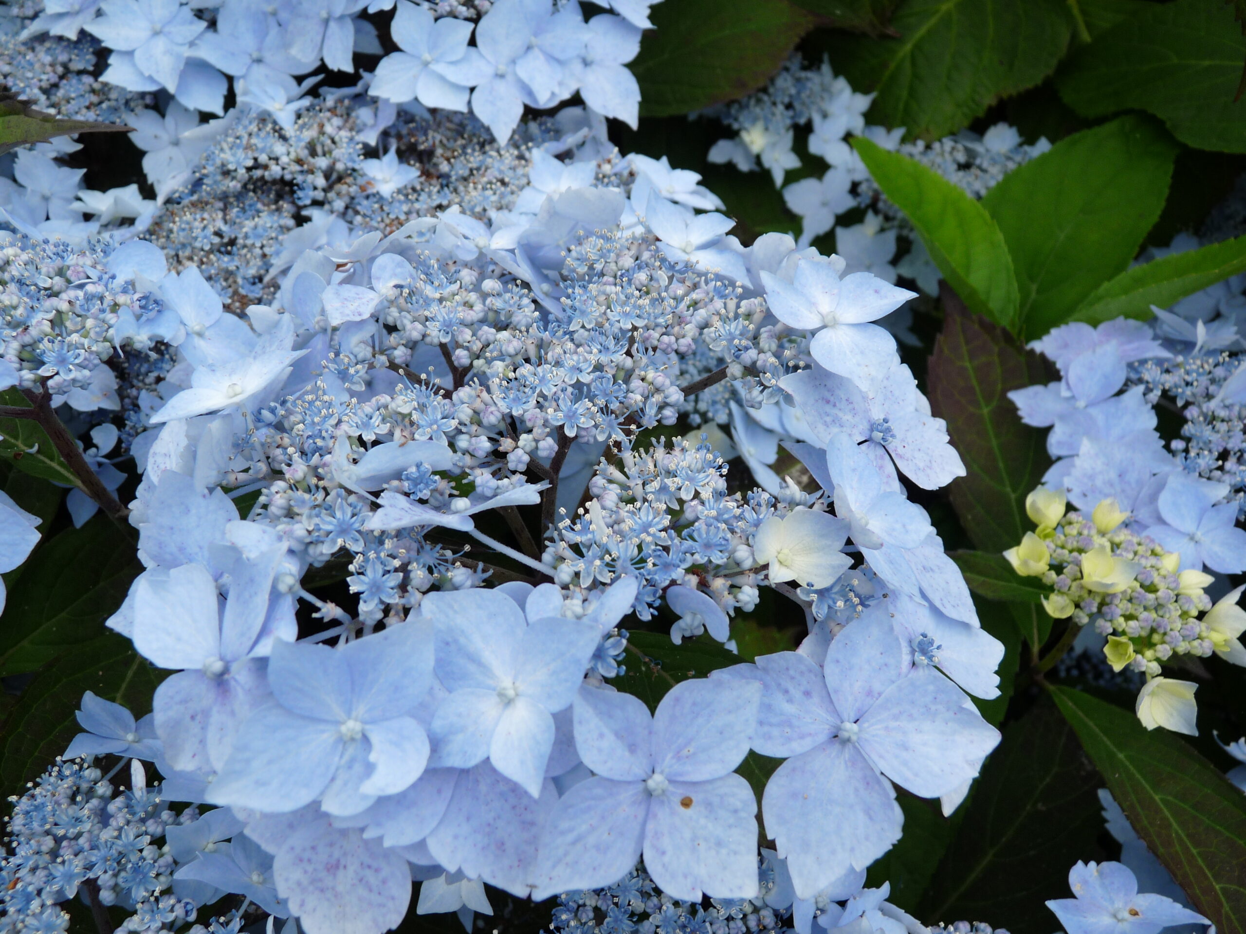 Les Hortensias du Haut Bois Blue Deckle hortensia serrata fleurs plates