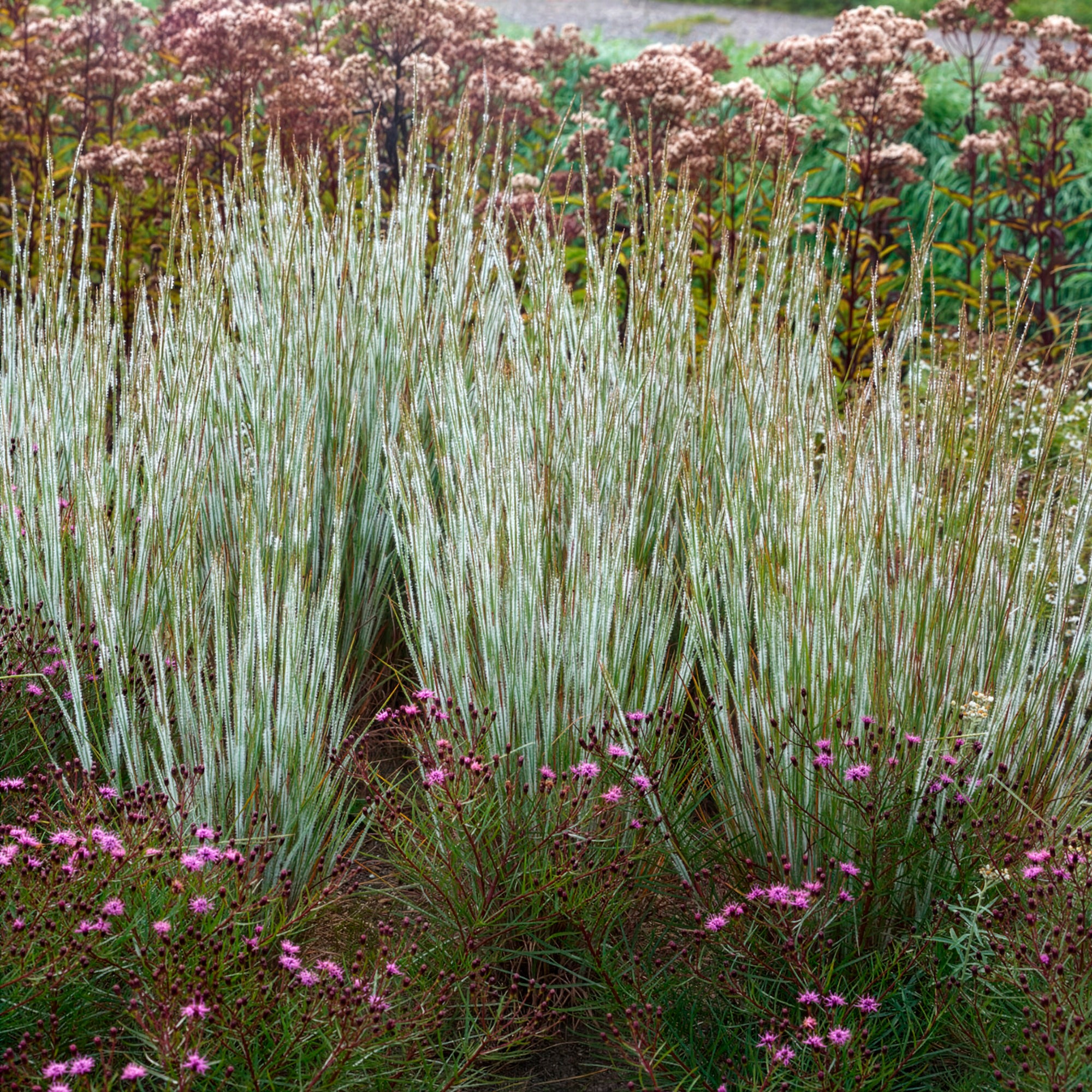 Bakker Andropogon Ha Ha Tonka graminée pot 9cm bleue