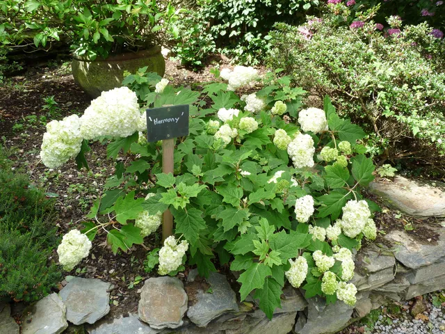 Les Hortensias du Haut Bois Harmony hortensia feuille de chêne godet