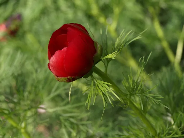 Passion Vivaces Paeonia tenuifolia pivoine pot 2L fleur rouge