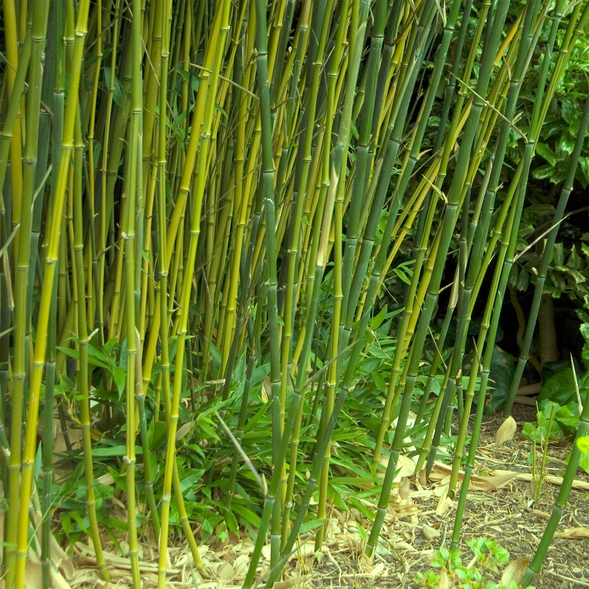 Bakker Phyllostachys bissetii bambou pot 2L 40-50cm rustique