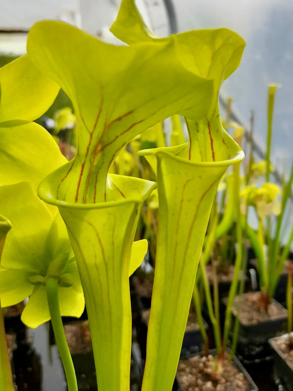 Carniflore Sarracenia flava var. flava plante carnivore adulte