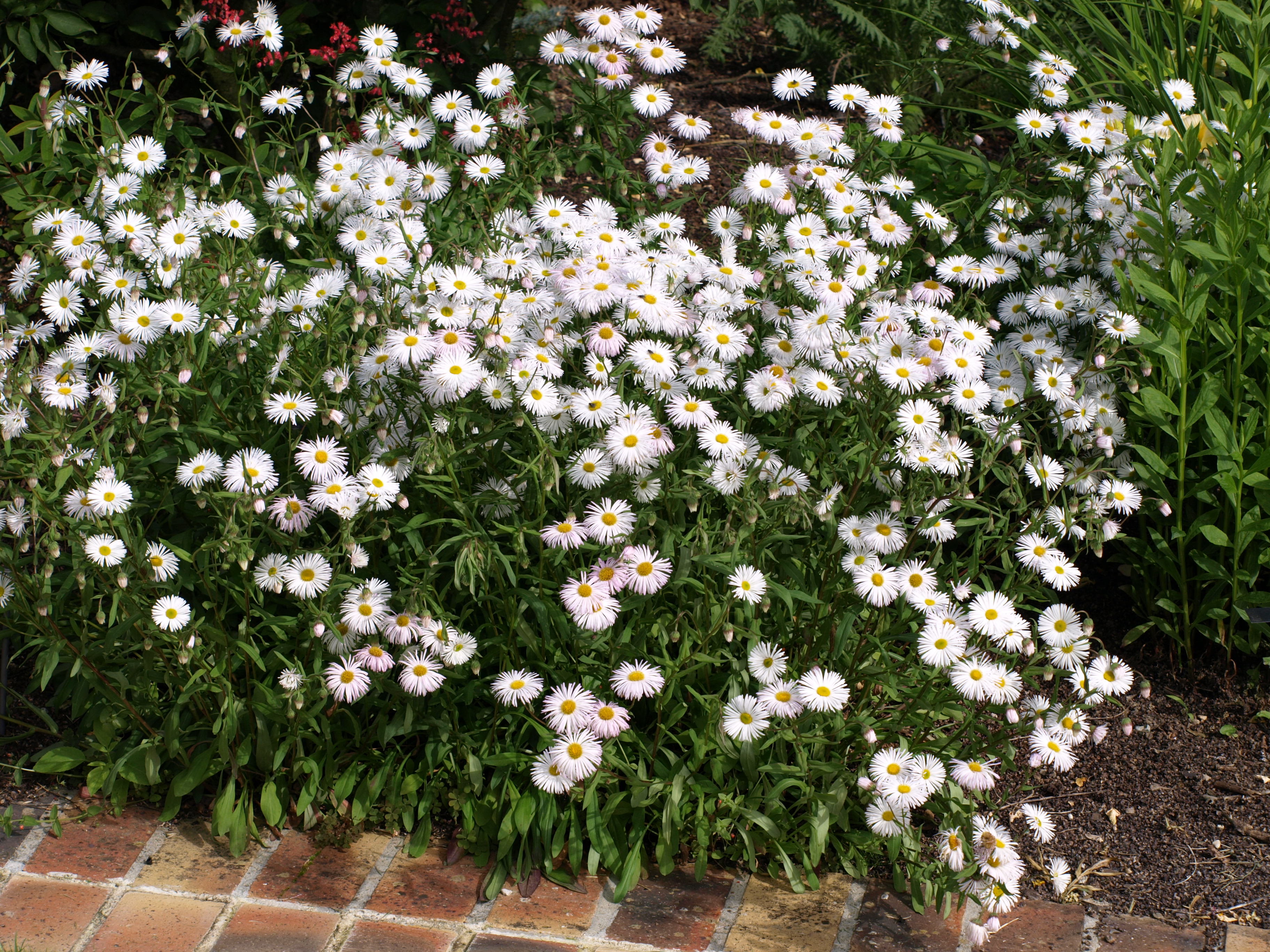 Erigeron Sommerneuschnee vergerette pot 1 litre blanche