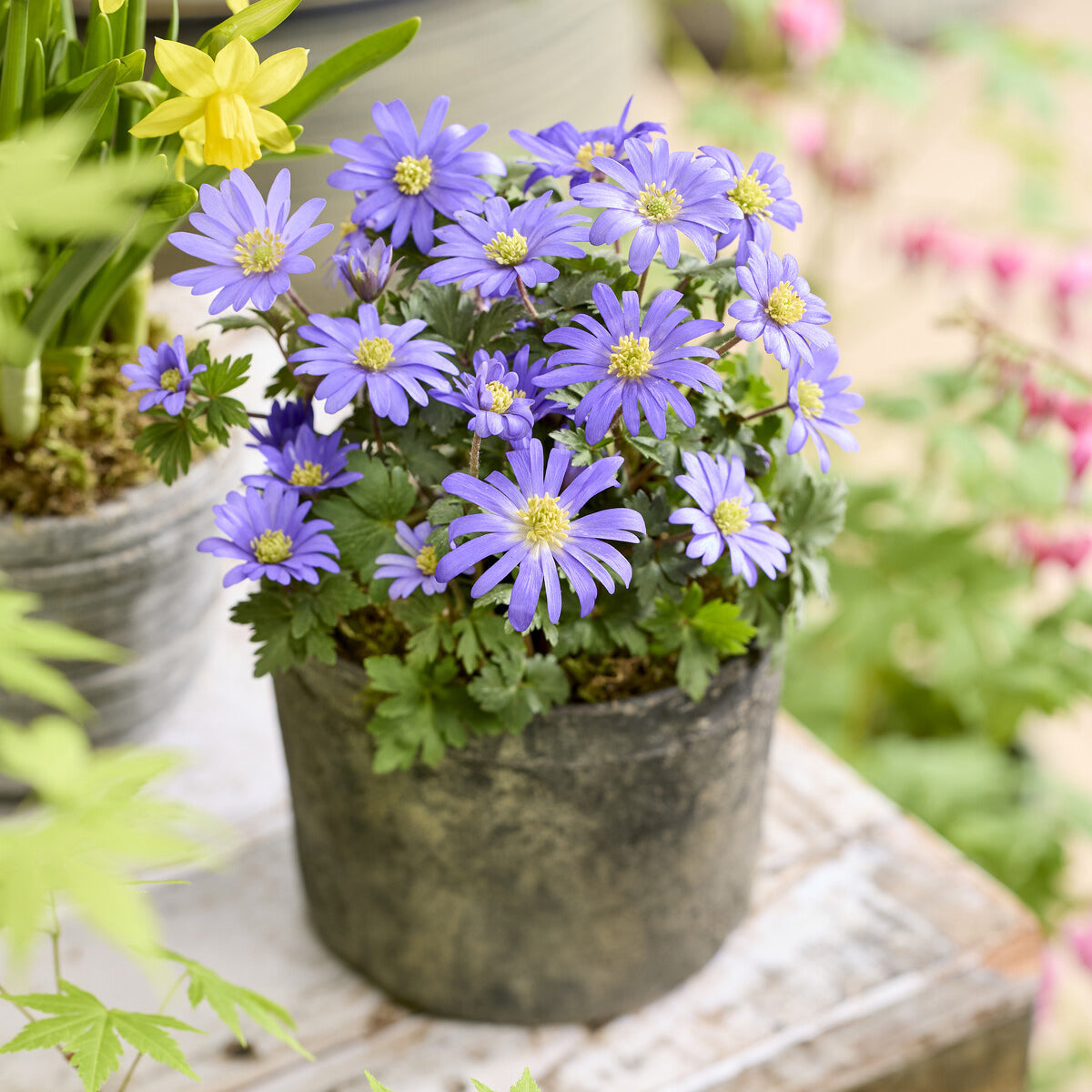 Bakker Bulbes à fleurs Anémone de Grèce violet 20 bulbes