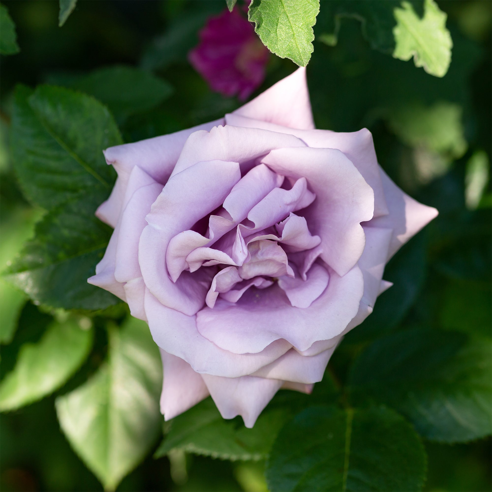 Bakker Indigoletta rosier grimpant racine nue violet