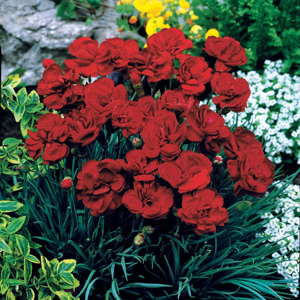 Bakker Œillet Grenadin Rouge Dianthus fleur 2 pots Ø9cm parfumé
