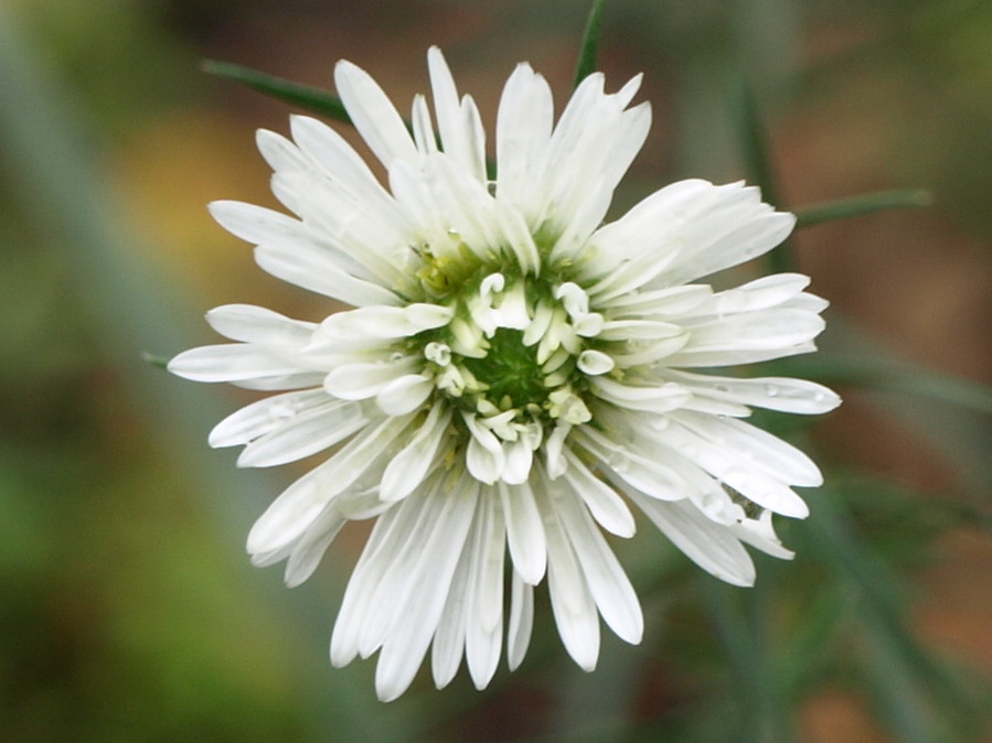 Passion Vivaces Aster Alex Wolkonski vivace godet blanc double
