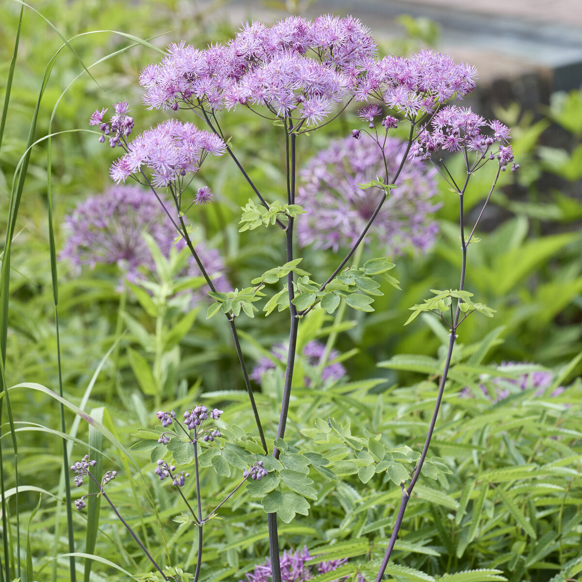 Bakker Pigamon Ancolie vivace pot 9cm fleurs violettes