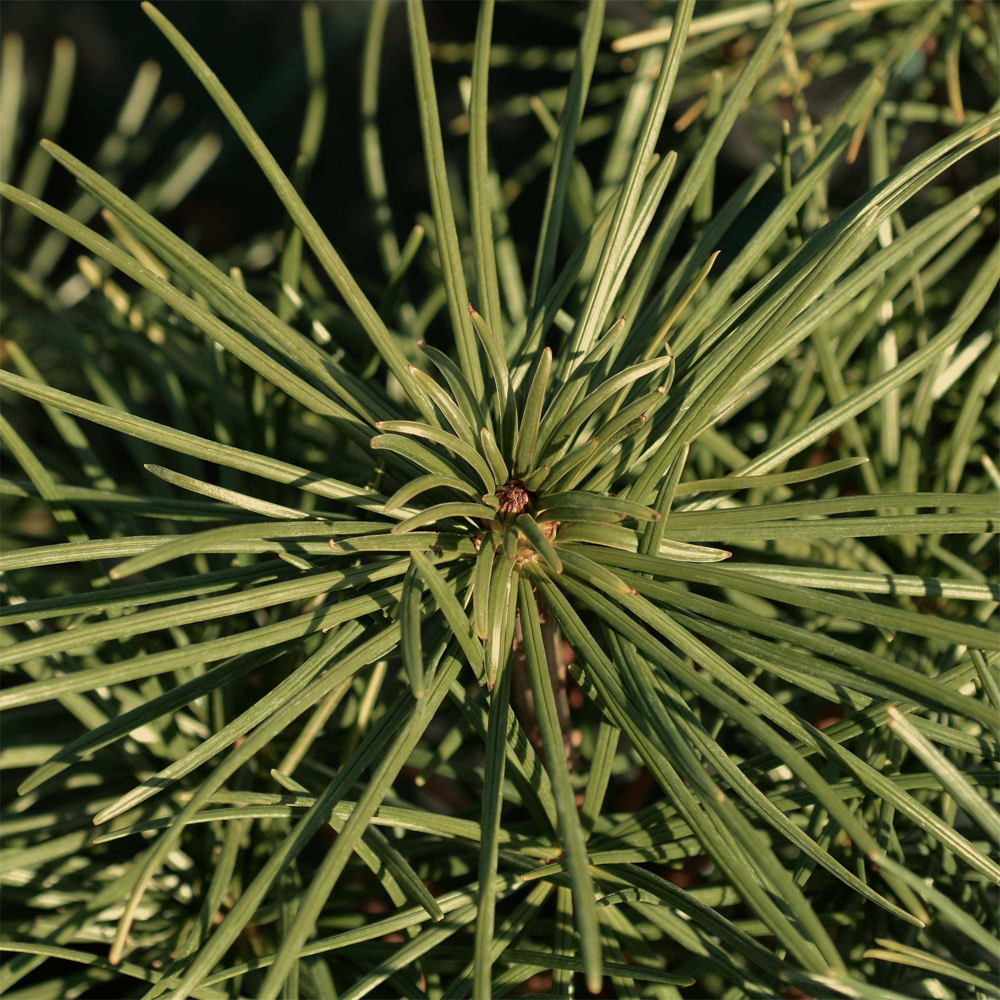 Bakker Pin parasol Pinus pinea plante pot 9cm 20-30cm