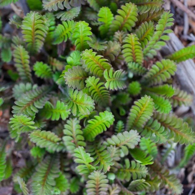 Bakker Cotule à bractées plante couvre-sol pot Ø9cm mi-ombre