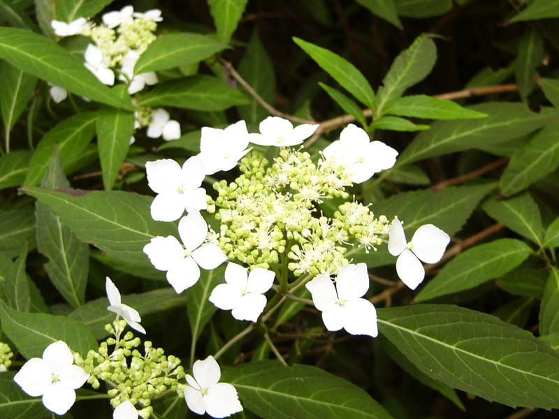 Les Hortensias du Haut Bois Janis Joplin hortensia serrata en godet