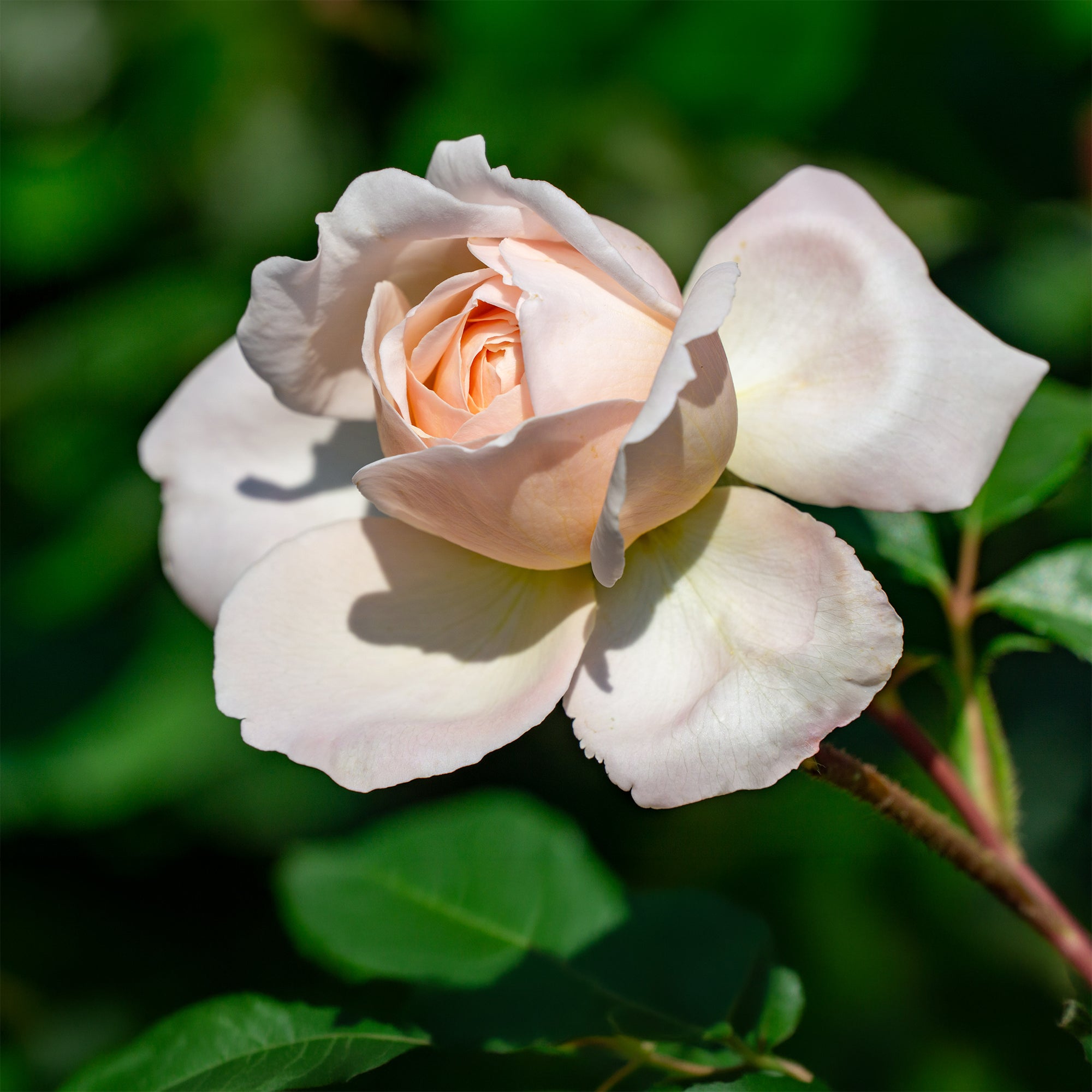 Bakker Rosier New Dawn grimpant pot 4L rose remontant