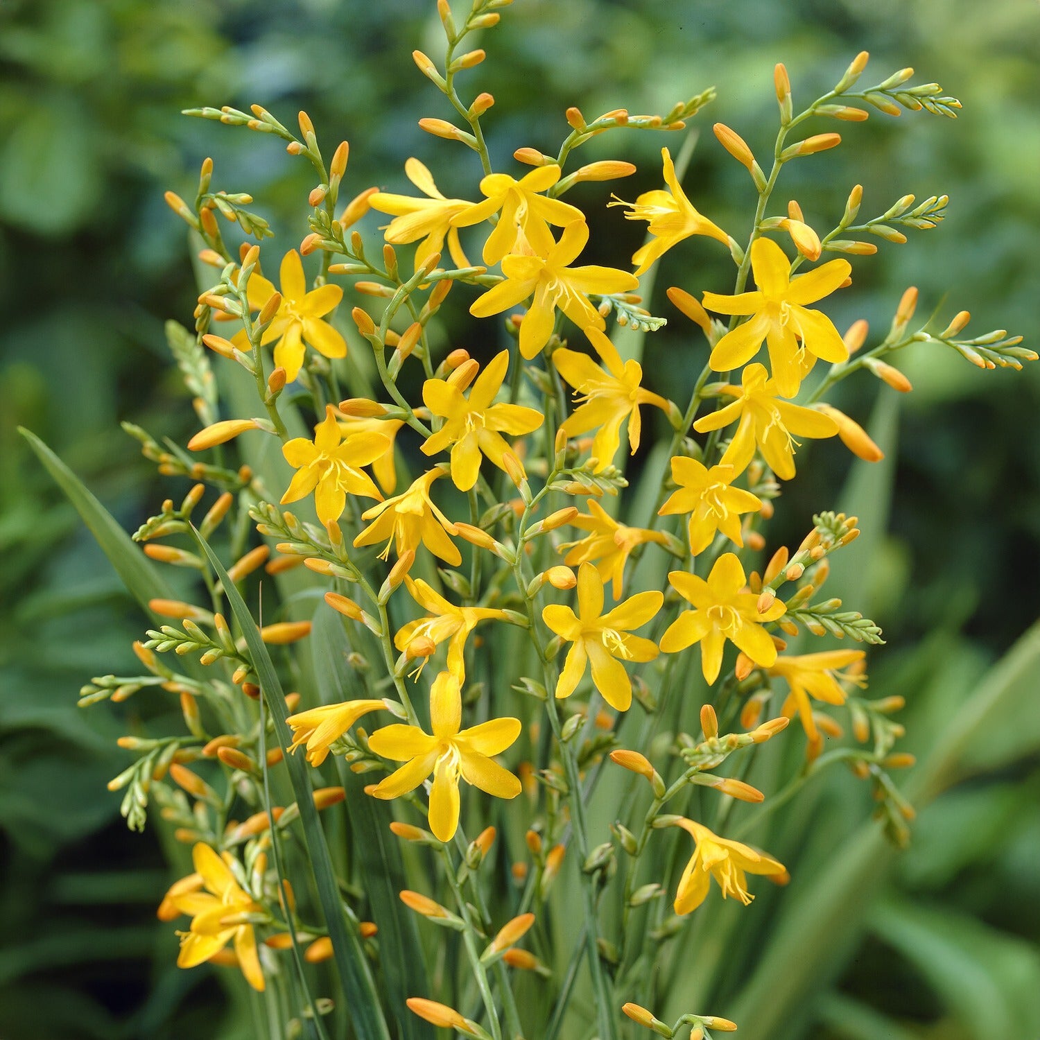 Bakker Crocosmia George Davidson jaune 10 bulbes 6-7cm
