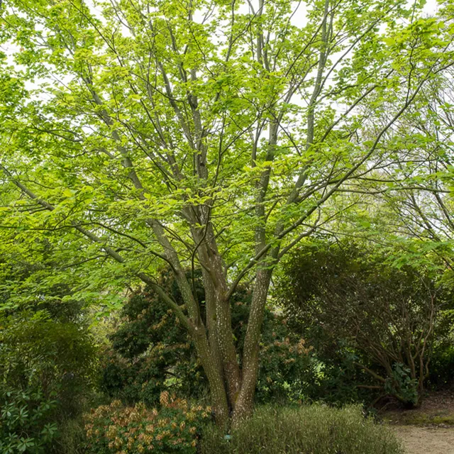 Bakker Érable du père David arbre pot 60-70cm