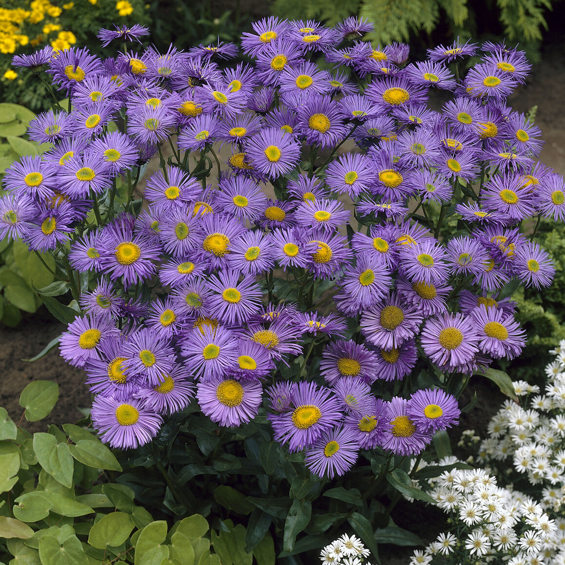 Bakker Dunkelste Aller vergerette pot 9cm violette