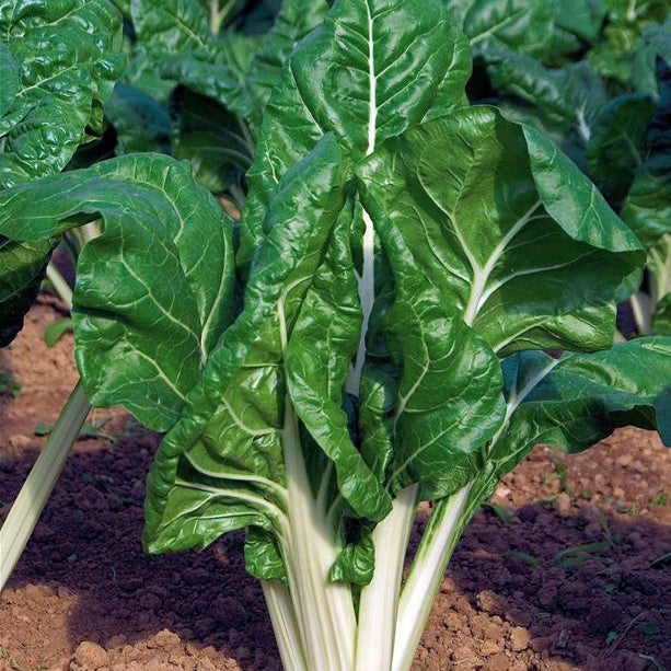 Bakker Poirée verte carde blanche 3 bio graines 3g