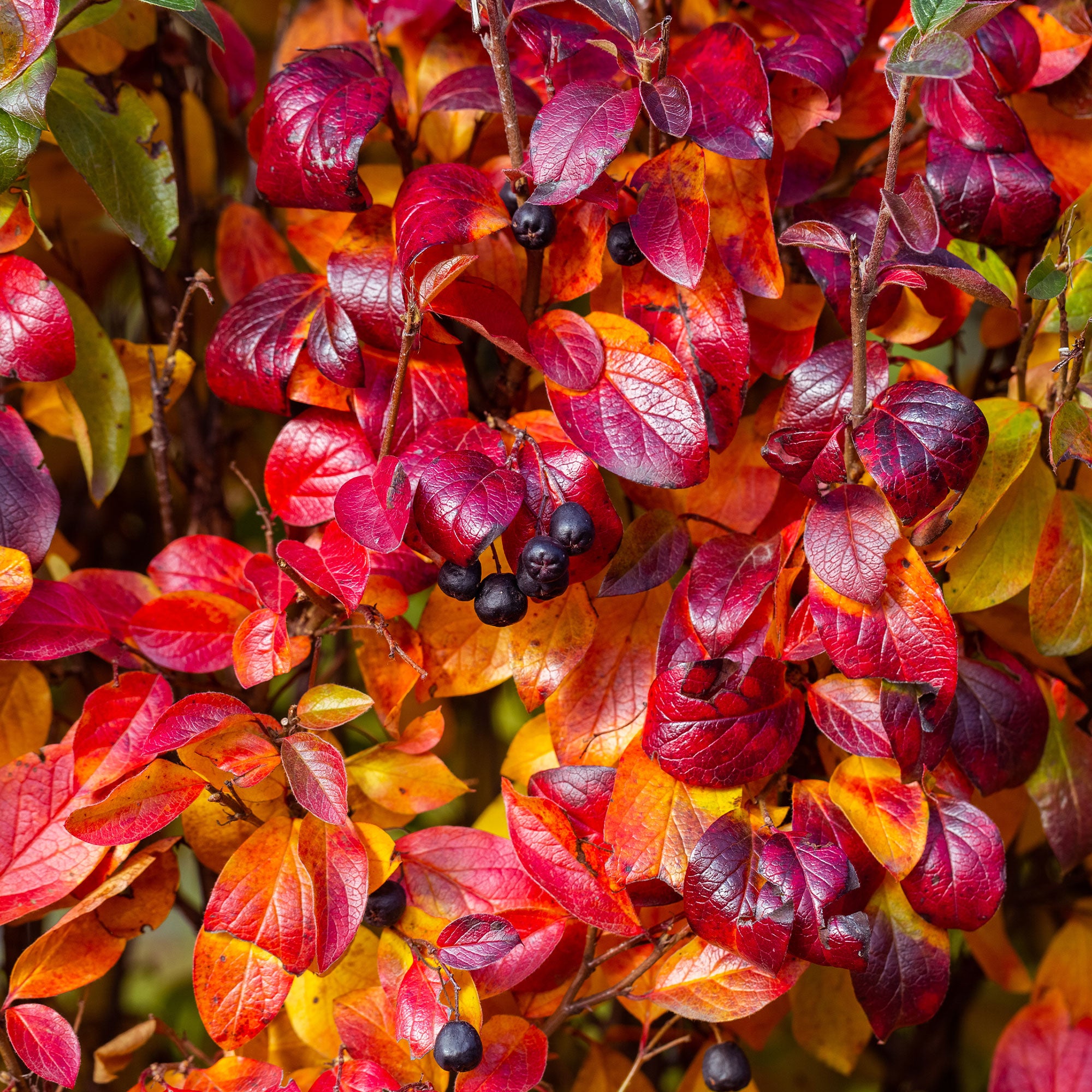 Bakker Aronia fruits noirs arbuste pot 3L 50-60cm