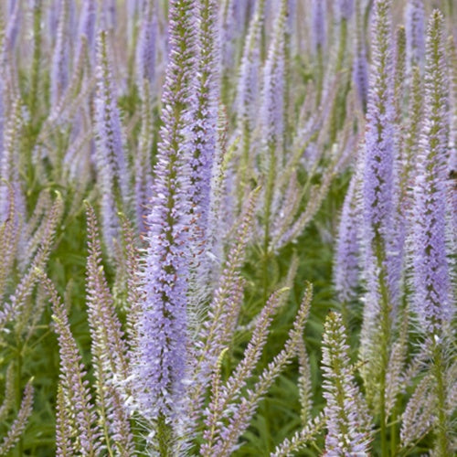 Bakker Plantes vivaces Véronique Lavendelturm plante pot Ø9cm