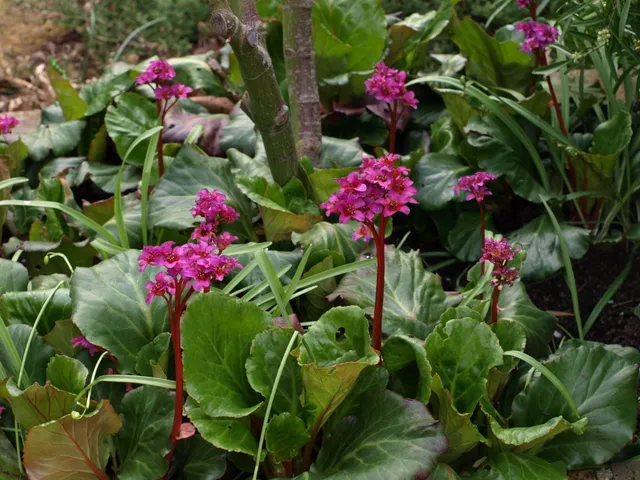 Passion Vivaces BERGENIA Abendglut plante vivace pot 1L fleurs rouges