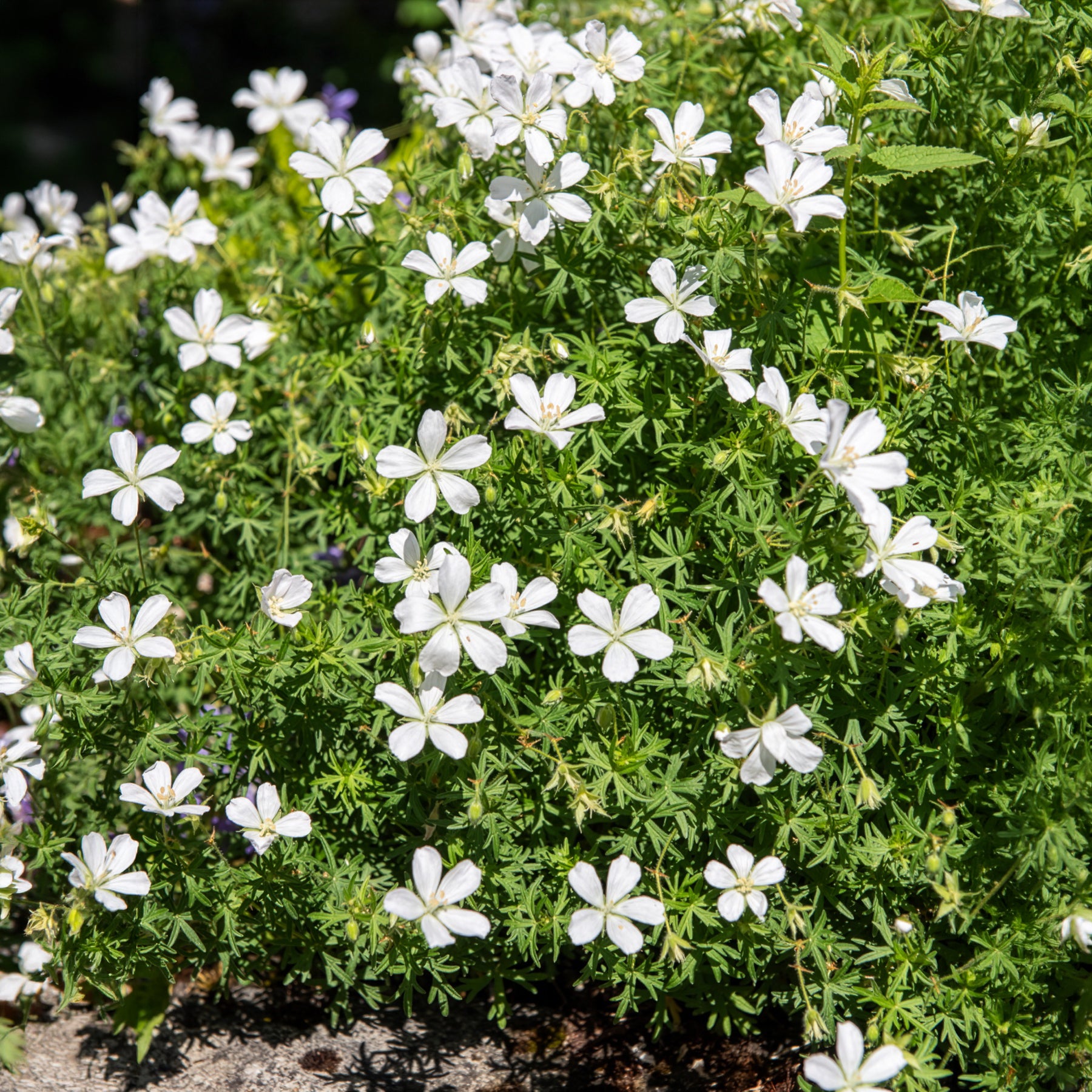 Bakker Plantes vivaces Géranium Album plante vivace pot 9cm blanc