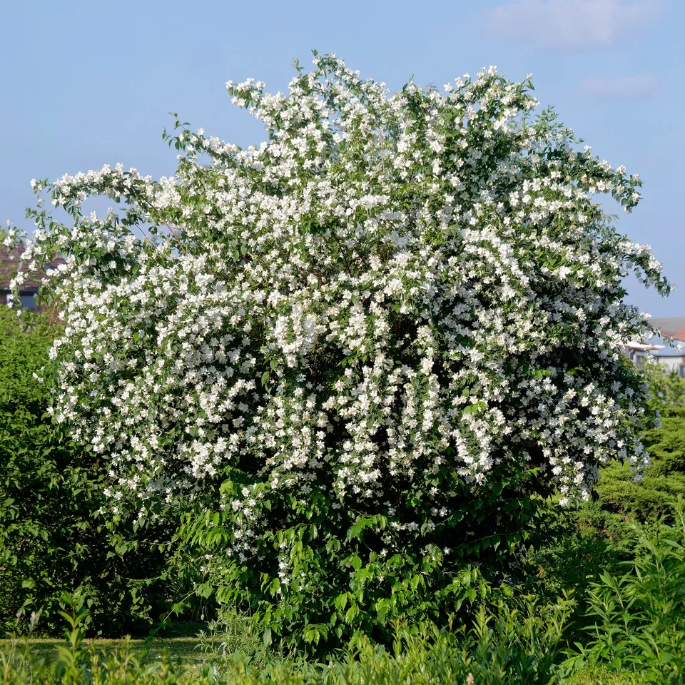 Bakker Arbustes Seringat des jardins pot 4,5L parfumé