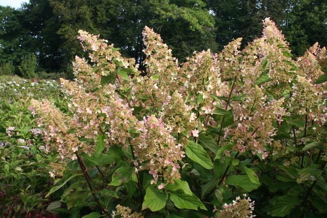 Les Hortensias du Haut Bois Megapearl hortensia paniculata blanc