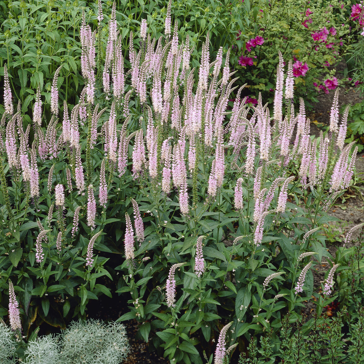 Bakker Véronique Pink Damask vivace pot 9cm rose